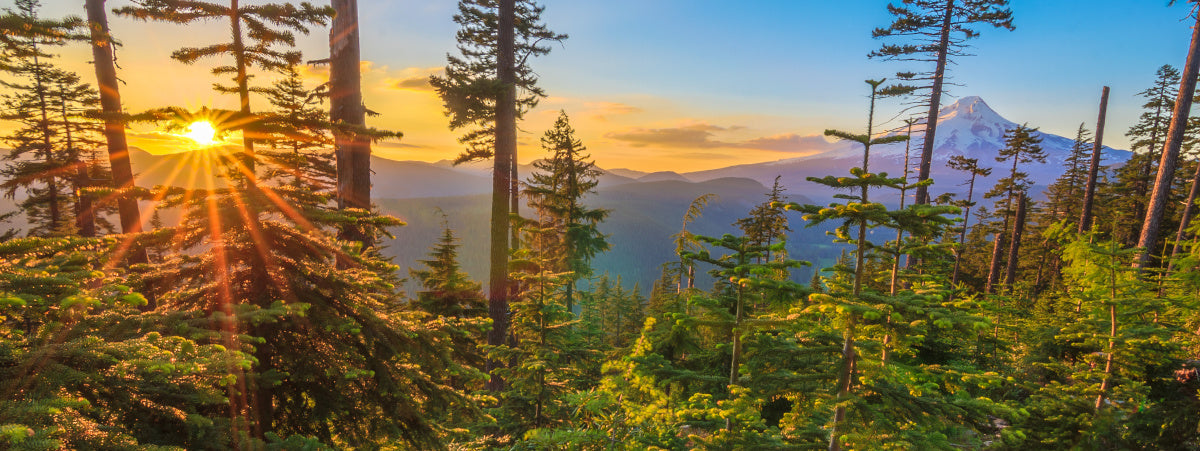 KeriKit Partners With Oblong Trees for 2020