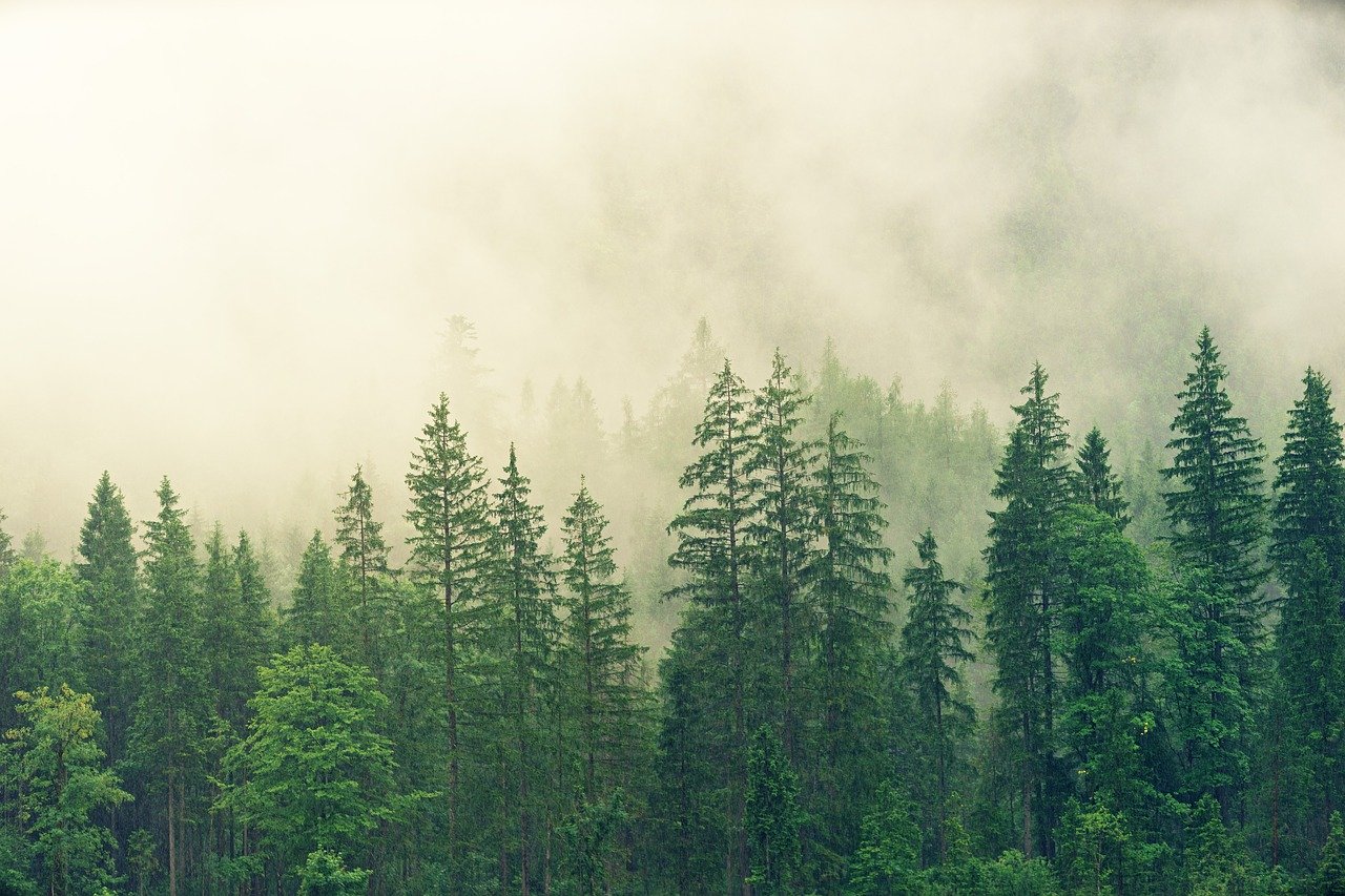 KeriKit's Mission To Offset Carbon Emissions with Oblong Trees
